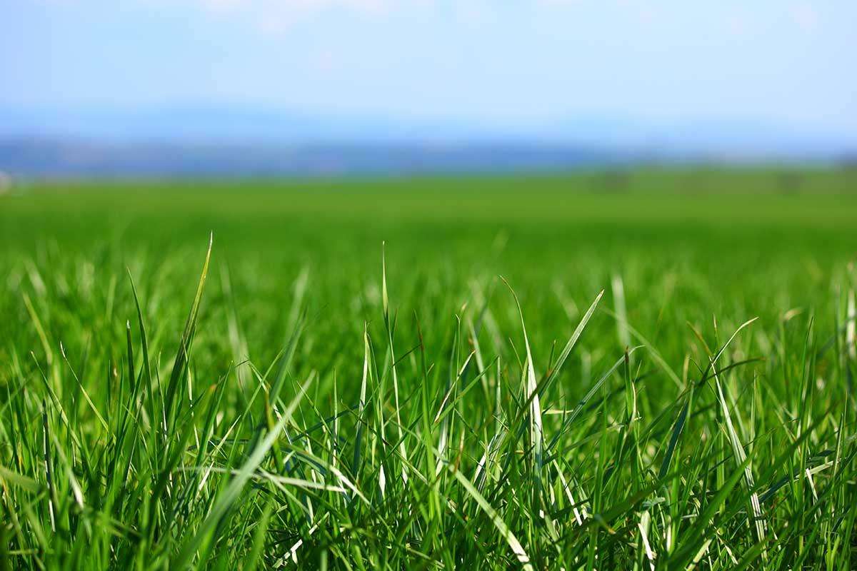 Attached picture grass.jpg